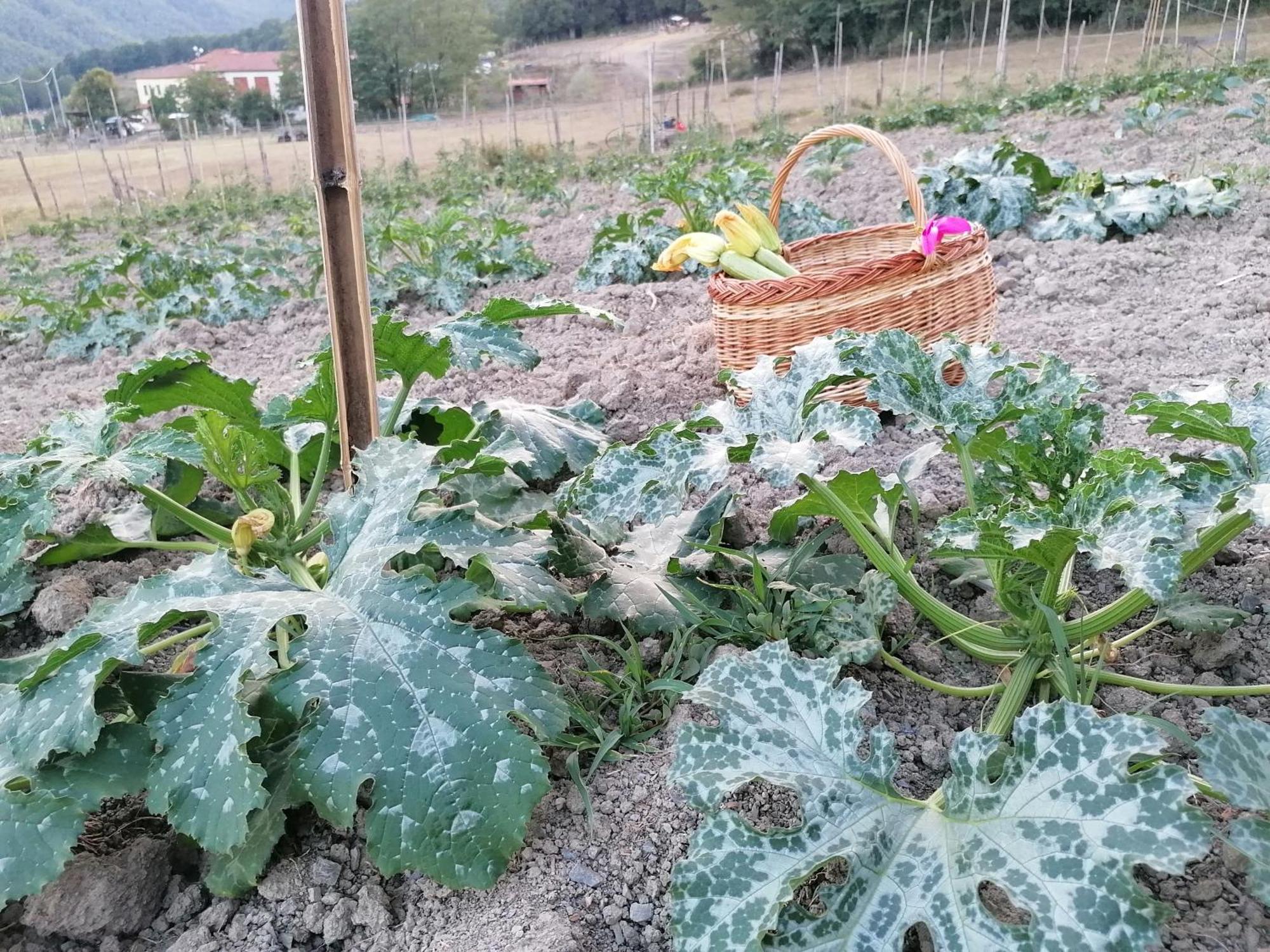 Agriturismo Dei Legi San Pietro Vara Exterior foto
